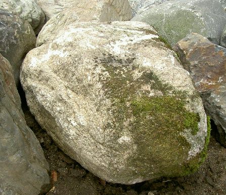 画像: 江州産　比良石